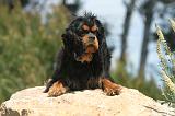CAVALIER KING CHARLES 189